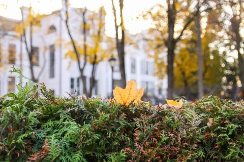 Geometric park paths bordered by manicured shrubs and centuries-old trees wit Stock Photos