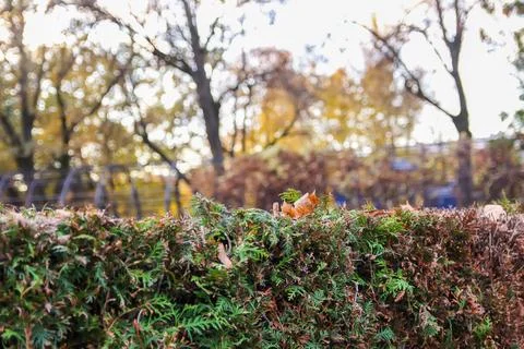 Geometric park paths bordered by manicured shrubs and centuries-old trees wit Stock Photos