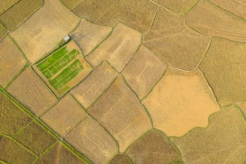 Geometric patchwork of rural rice fields 写真素材