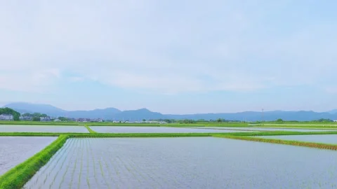Geometric pattern of flooded rice fields and paths under a blue sky Stock Footage 337887432