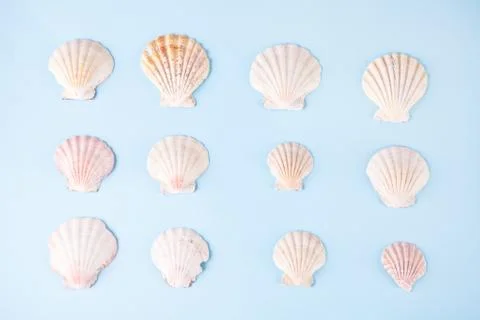 Geometric pattern from rows of seashells of same shapes and colors on blue ba Stock-Fotos