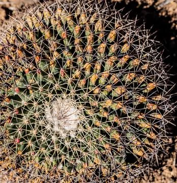 Geometric Pattern of Spines On Small Cactus Stock Photos