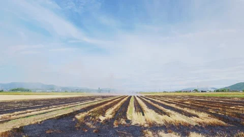 Geometric patterns of blackened lines on a wheat field after burning Stock Footage 335279611