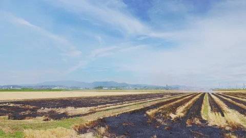 Geometric patterns of blackened lines on a wheat field after burning Stock Footage 335279647