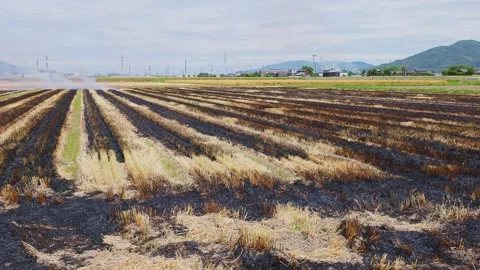Geometric patterns of blackened lines on a wheat field after burning Stock Footage 335279652