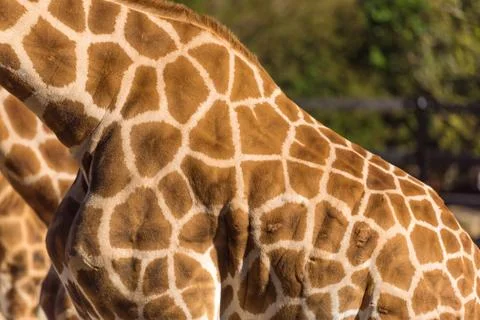 Geometric patterns of Giraffes skin Stock Photos