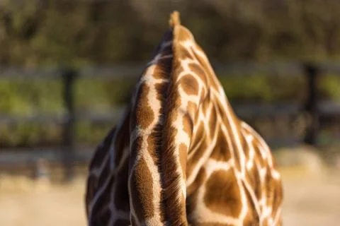 Geometric patterns of Giraffes skin Stock Photos
