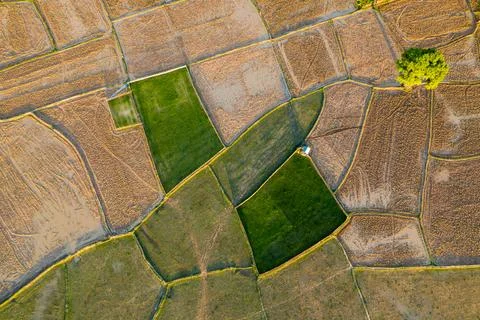 Geometric patterns in rural rice fields 스톡 사진