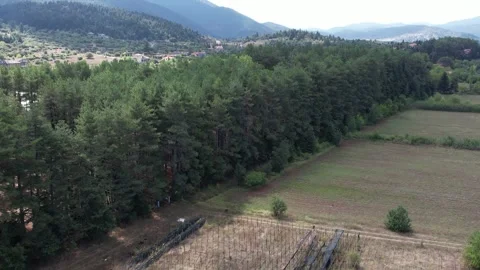 Geometric pine tree row bordering cultivated fields in wide mountain valley Stock Footage 344096299