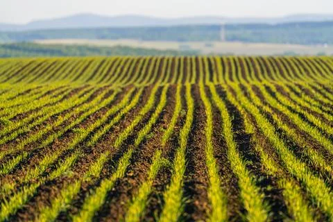 Geometric rows of young green seedlings on field, agricultural crop pattern.. Stock Photos