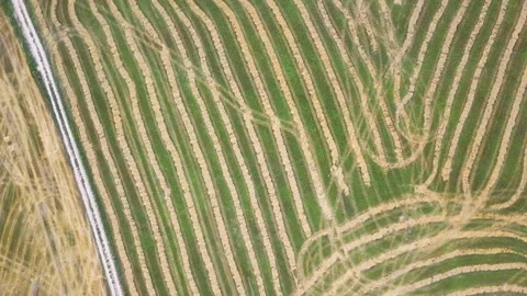 Geometric shapes of agricultural fields Stock Footage 94308039