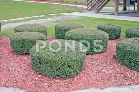 Geometric shrubs Stock Photos