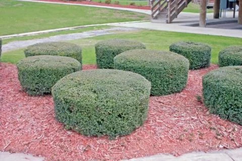 Geometric shrubs Stock Photos