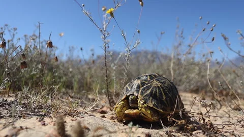 Geometric tortoise pops head out of shell to see if it's safe outside Stock Footage 301847768