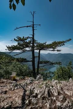 Geometric tree in the mountains Stock Photos