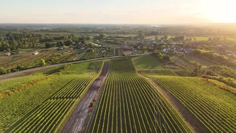 Geometric Vineyard Pattern Drone View Sunset Poland Stock Footage 333475078