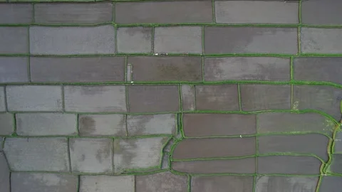 Geometrical pattern of rice fields with wet soil, seedlings planted recently Stock Footage 202536157