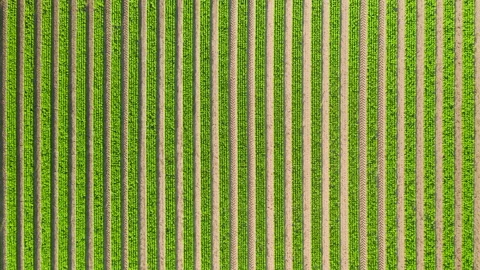 Geometrically correct panorama of the planted plants in the field. Stock Footage 156850704