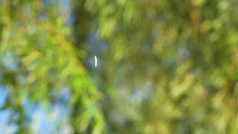 Geometrid moth larvae spin silk threads while hanging in the air Stock Footage 255685092