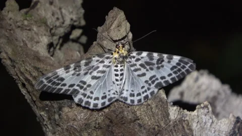 Geometrid moth, Malaysia Stock Footage 135717332