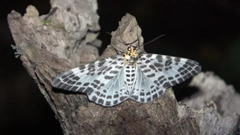 Geometrid moth, Malaysia Video stock 135717336