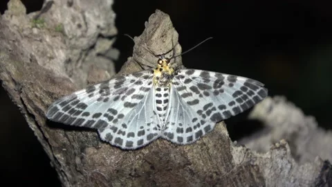 Geometrid moth, Malaysia Video stock 135717441