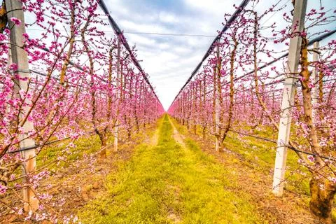 Geometries of orchards in bloom Stock Photos
