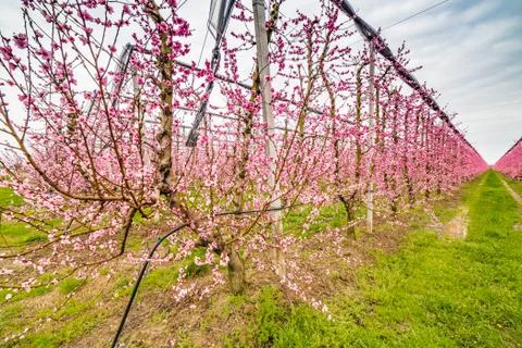 Geometries of orchards in bloom Stock Photos