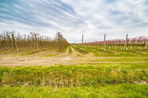 Geometries of orchards in bloom Stock Photos