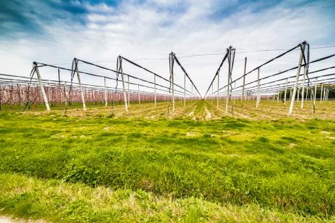 Geometries of orchards in bloom Stock Photos