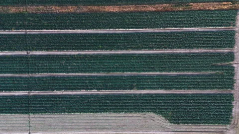 The Geometry of Agriculture 動画素材 258646618