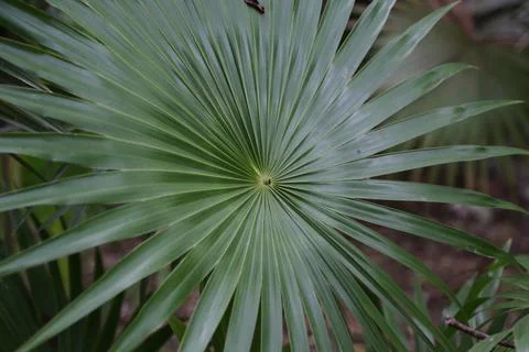 Geometry magic of nature, leaf in the forest of Mexico Foto stock