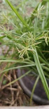Geometry of Sedge Blossoms Stock Photos
