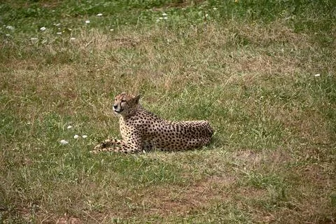 A geopard, lying on the grass of the savannah Stock Photos