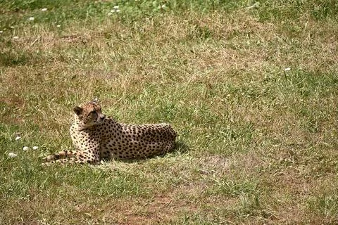 A geopard, lying on the grass of the savannah Stock Photos
