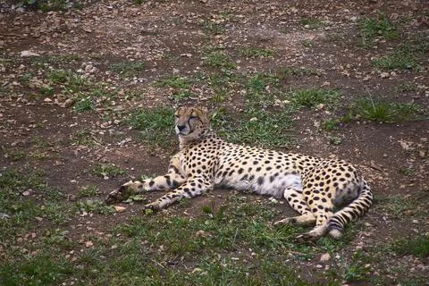 A geopard, lying on the grass of the savannah Stock Photos
