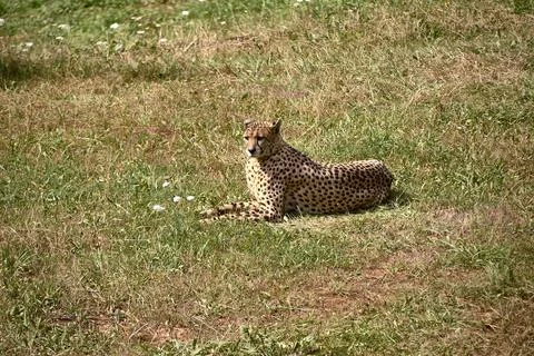 A geopard, lying on the grass of the savannah Stock Photos
