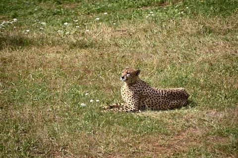 A geopard, lying on the grass of the savannah Stock Photos