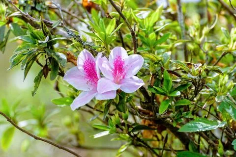 George Taber Azalea Stock Photos