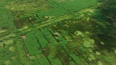 Georgetown SC rice fields Santee River Delta WMA Stock Footage 204799643
