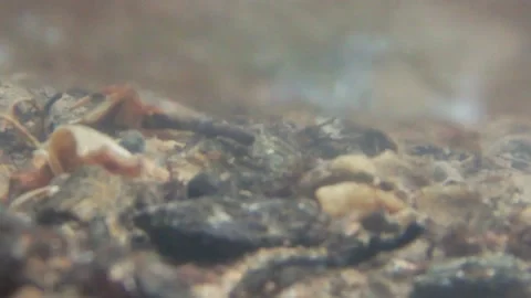 Georgia Amicalola Falls Spring  A view of rocks and leafs under a flowing Am Stock Footage 155362405