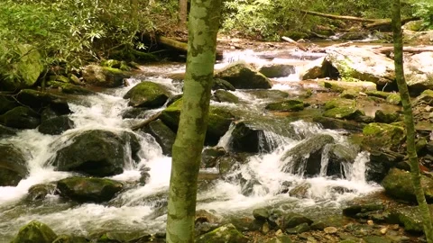 Georgia Anna Ruby Falls  A zoom in on the York-Smith Creek to see the water Vidéo 241693617