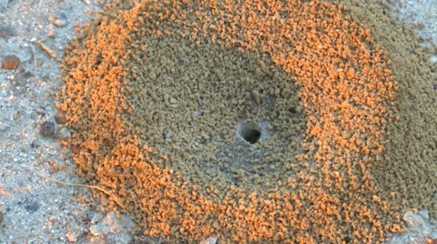 Georgia Anthill Video stock 38103286