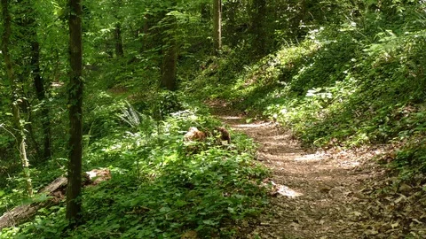 Georgia, Big Creek, Looking down a foot path on a hill that goes toward Big C Stock Footage 89803810
