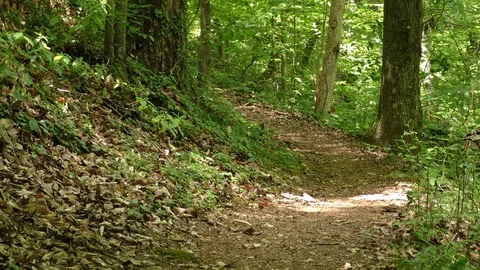 Georgia, Big Creek, Looking up a foot path on a hill that goes toward Big Cre Stock Footage 89806387