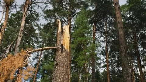 Georgia. The broken tree Stock Footage 312499831