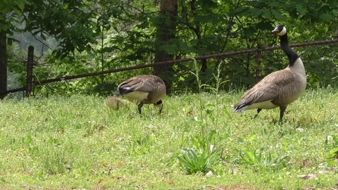 Georgia, Buford Dam Park, The camera follows a gaggle of Canada geese eating Stock Footage 89737378