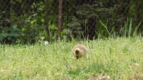 Georgia, Buford Dam Park, The camera stays on a Canada geese gosling eating f Vidéo 89760382