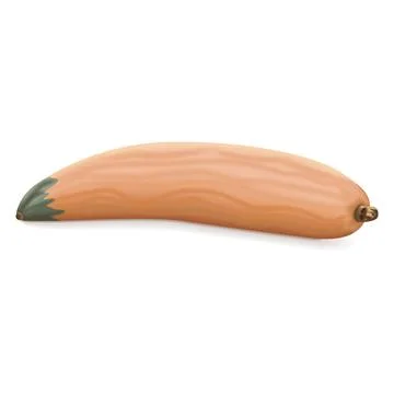 Georgia candy roaster squash. Winter squash. Stock Illustration