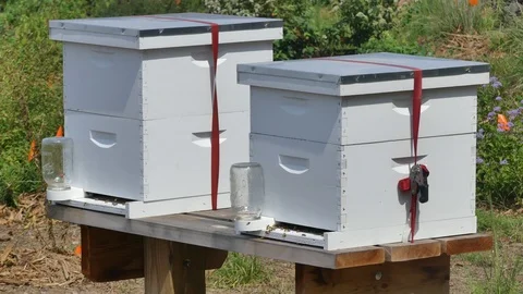 Georgia, Carter Lake, A view of two active bee hives on the Carter Lake land Stock Footage 95152829